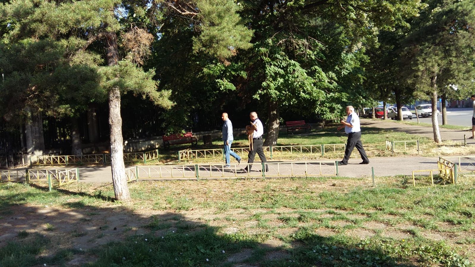 Apariție surprinzătoare pe o stradă din Buzău, căprioară salvată de politiști
