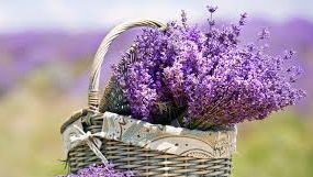 Lavanda: miros îmbietor, proprietăţi fabuloase, dar... periculoasă! Atenţie mare 