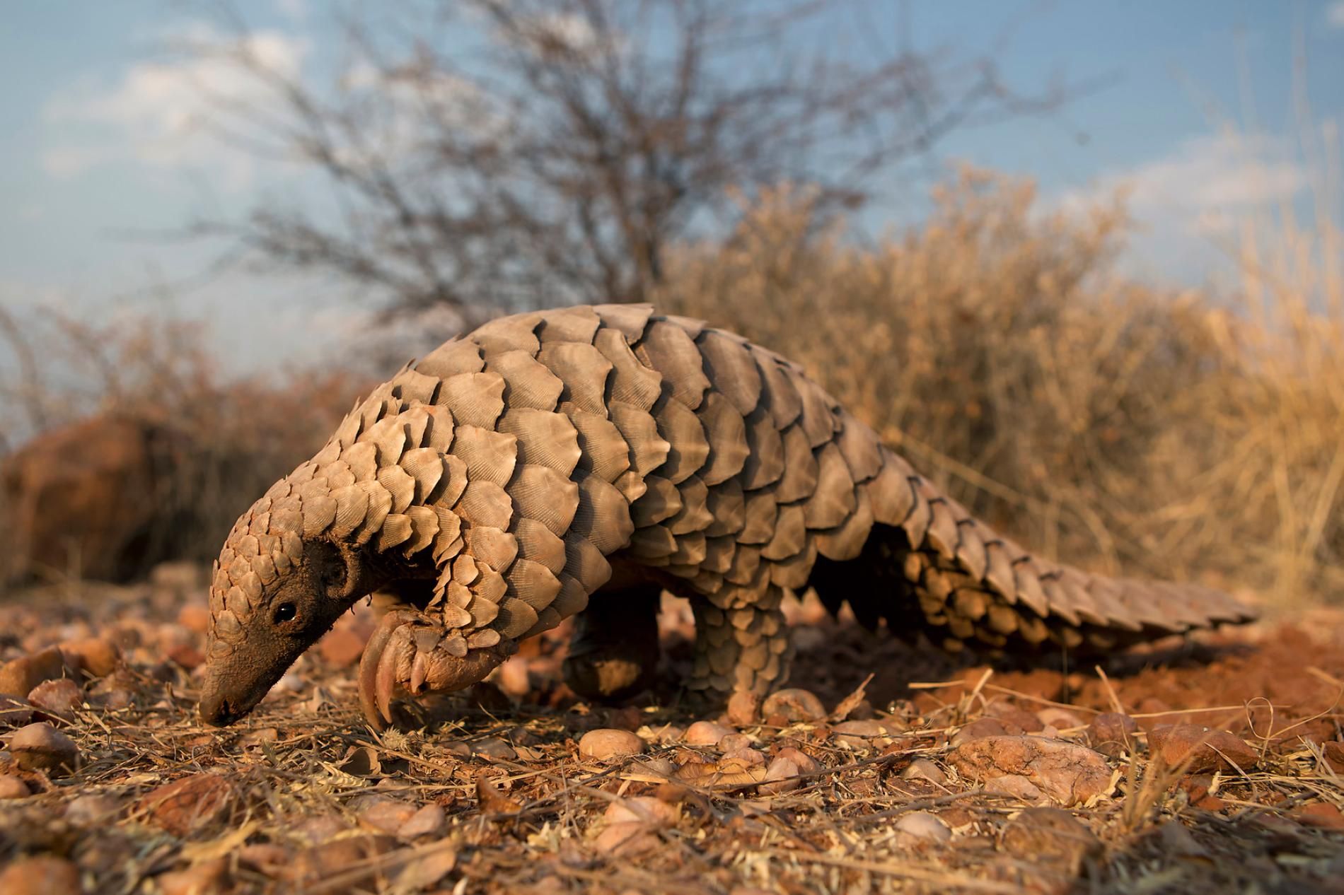 Ce este pangolinul și de ce arată așa? 