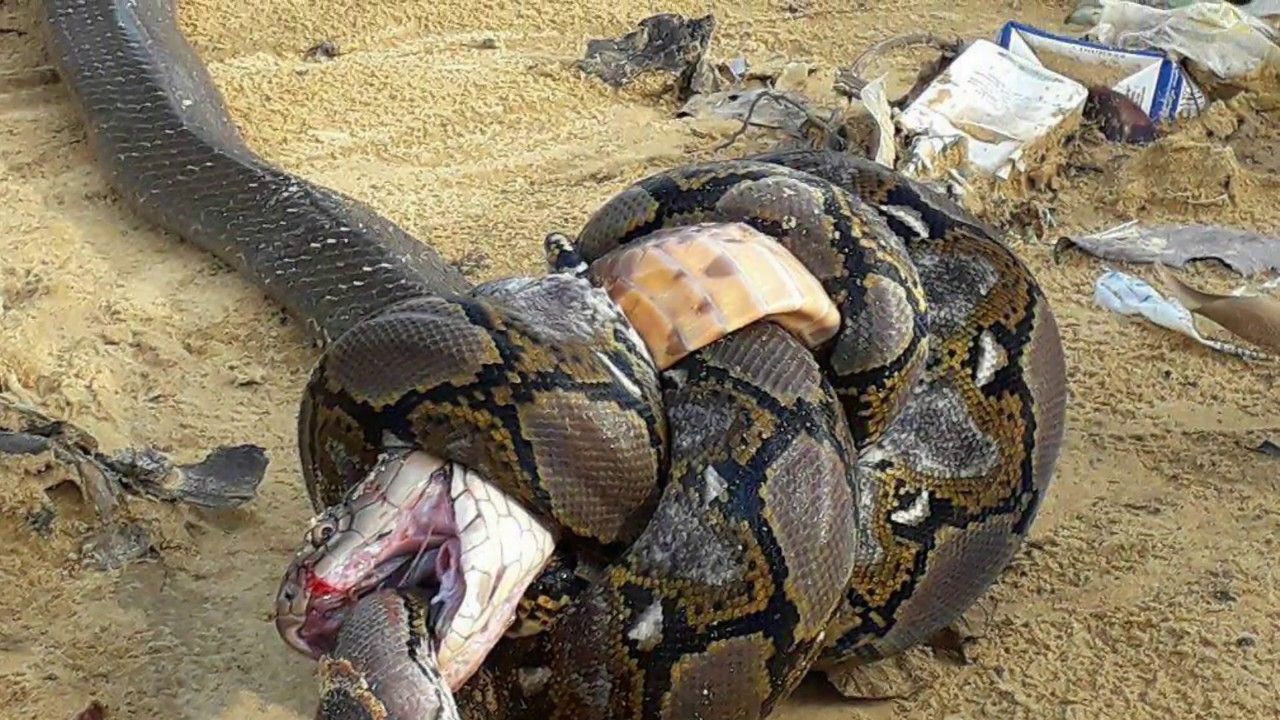 O femeie a fost înghițită întreagă de un piton. Oamenii se tem să mai iasă din case
