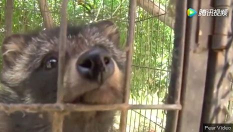 Credea că şi-a luat câine. În câteva luni, şoc! Ce era, de fapt, animalul