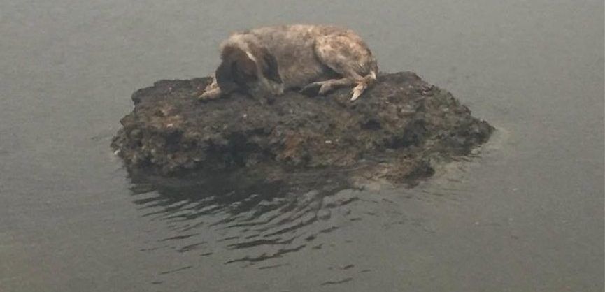 Oameni și animale fug spre mare din calea flăcărilor, în Grecia. Imaginile care fac înconjurul lumii