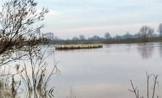 Peste 1.800 de animale şi 23 de ciobani, salvaţi din calea apelor