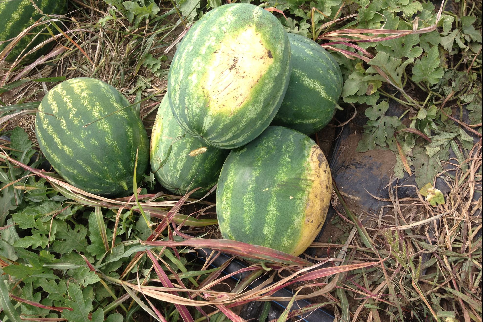 O nouă isterie alimentară. Consumatorii reclamă calitatea pepenilor din comerț