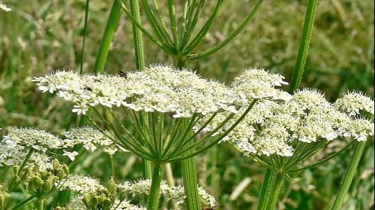 Nu atinge această plantă dacă o vezi în spațiile verzi. Îți distruge pielea