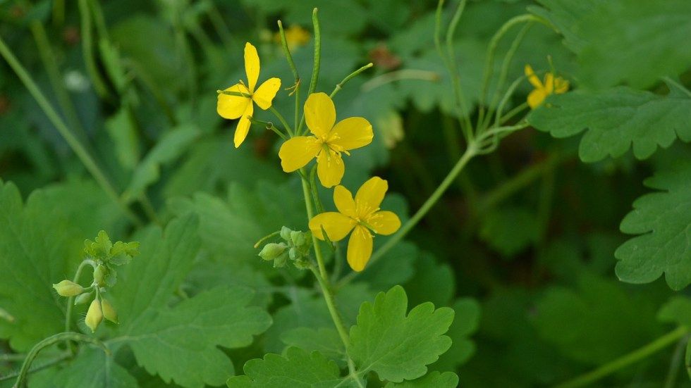 Planta miraculoasă, care tratează peste 150 de boli, chiar şi cancerul