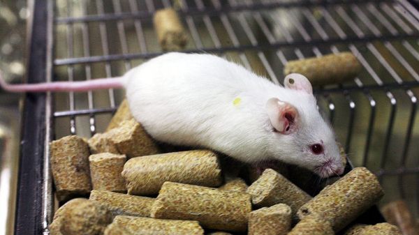 Președintele a promulgat o lege care proteajează animalele folosite în scop științific