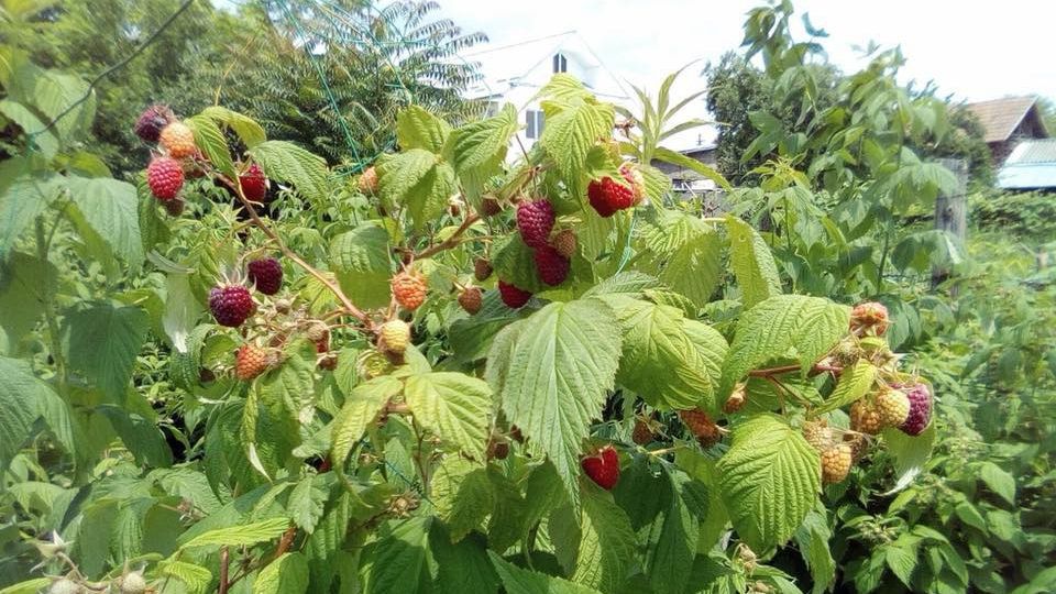 „Zmeura Uriaşă”, proiect bio dezvoltat de o familie din Craiova 