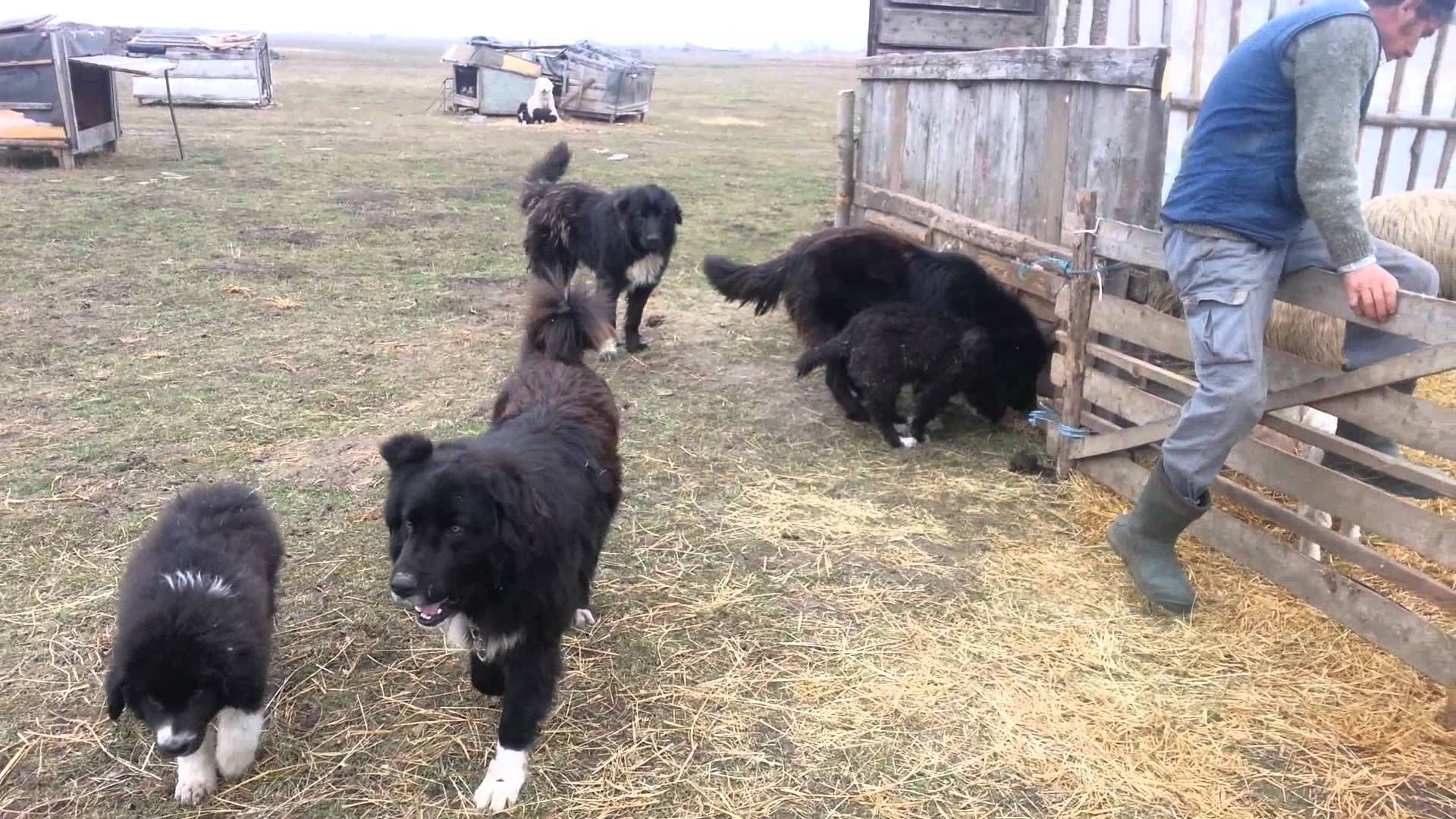 Câinii ciobănești au atacat un grup de turiști, în Făgăraș!