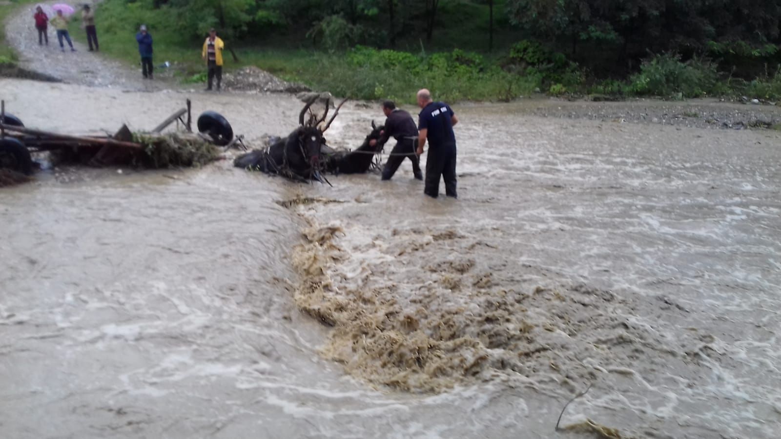 Căruţă luată de viitură, cu tot cu oameni şi cai (VIDEO)
