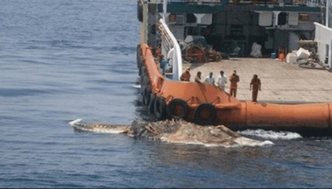 Descoperire înfiorătoare! Creatură misterioasă, scoasă din adâncuri. Marinarii au îngheţat de spaimă