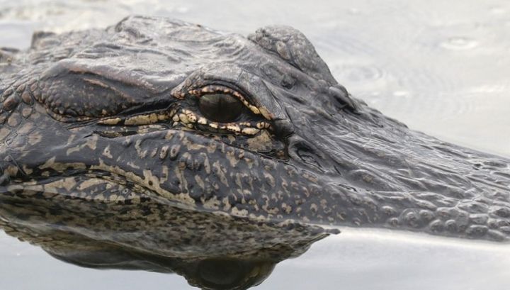 Aterizare de urgență! 5 oameni au rămas blocaţi 36 de ore înconjurați de crocodili, într-o mlaștină din Amazon Cum au reușit să SUPRAVIEȚUIASCĂ