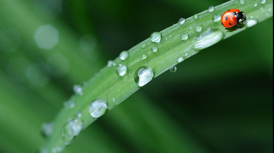 De ce este atât de plăcut mirosul ploii. Explicația oamenilor de știință