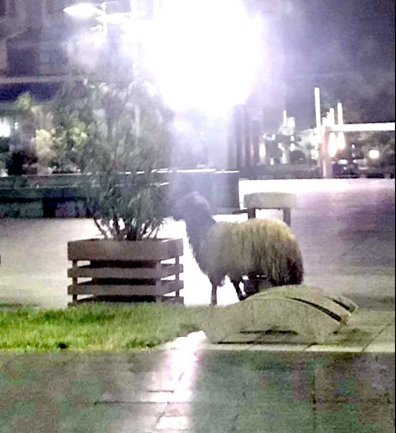 A ieşit prin Craiova ca oaia