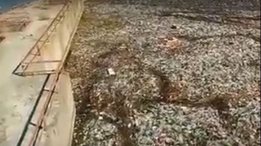 Dezastru ecologic. O insulă de PET-uri zace în mijlocul râului Olt, de mai bine de o lună