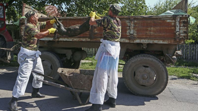 Dezvăluirea unui crescător de porci, lovit de incompetența guvernului: "Pesta a apărut acum un an"