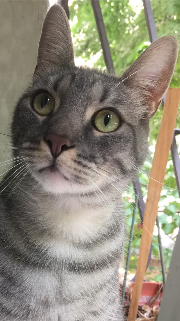 Ziua Internaţională a Pisicii. Tot ce trebuie să ştii dacă vrei o felină la tine acasă