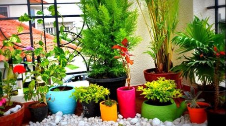 Superstiția ciudată din popor. Ce pățești dacă ții această plantă ”malefică” în casă