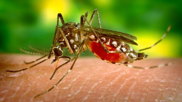 Un bărbat contaminat cu virusul West Nile a murit 