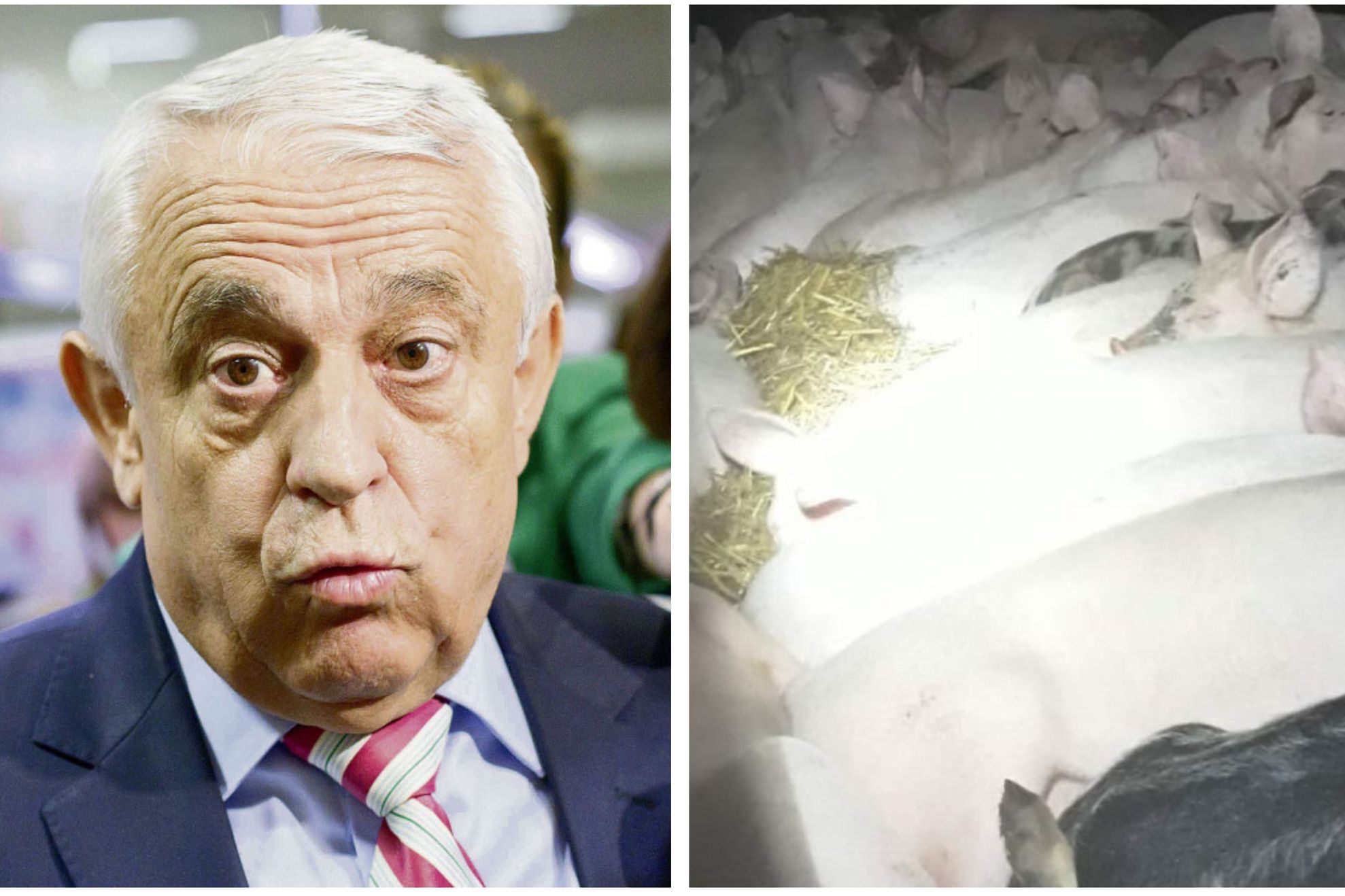 Județul lui Petre Daea, scos pe pe lista celor afectate de pesta porcină