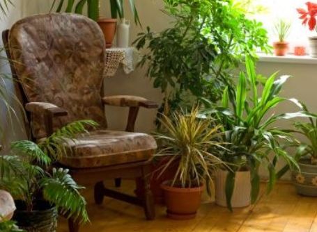 Plantele care te ajută să dormi mai bine. Tu le ai?