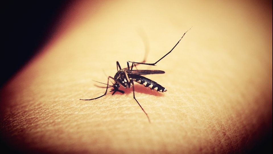 Țânțari purtători de virus West Nile, în Capitală