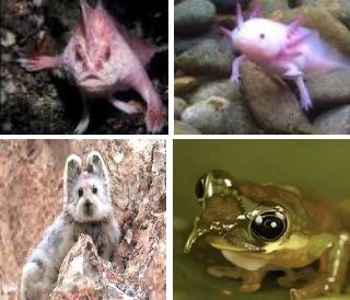 Creaturi uluitoare de care n-ai mai auzit până acum: Ili Pika, Broasca Pinocchio, Peştele cu mâini