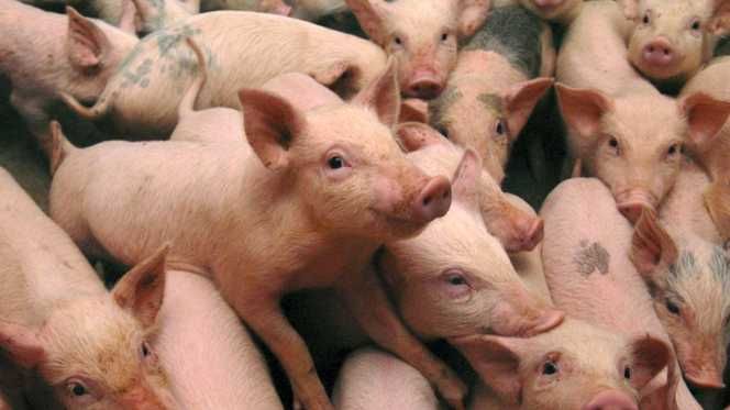 Un nou focar de pestă porcină africană în județul Constanța. Toți porcii vor fi sacrificați
