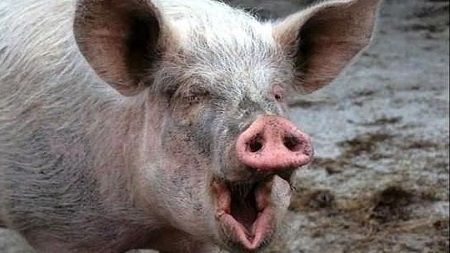 ŞOCANT. Fetiţă de un an, la spital după ce a fost MUŞCATĂ de urechi şi de faţă de un porc