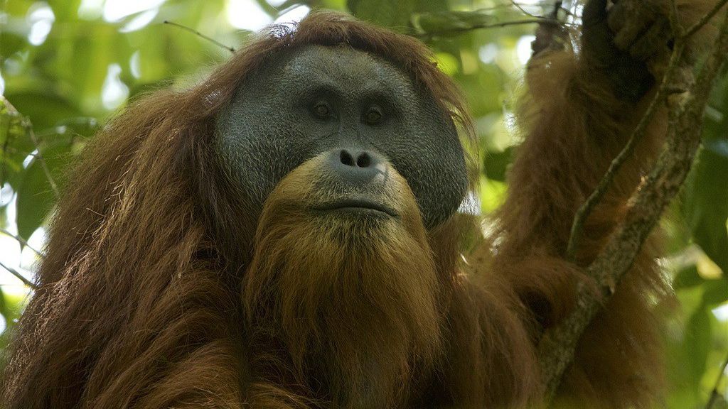 O specie extrem de rară de maimuţe, la un pas de extincţie