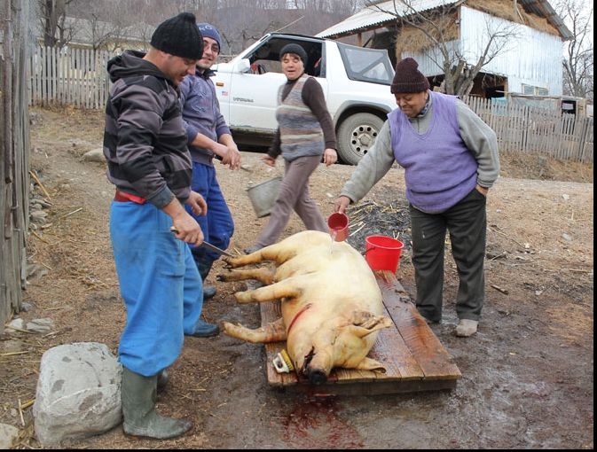 La Rusănești, Crăciunul a venit mai devreme. 90% din porci, tăiați de frica pestei