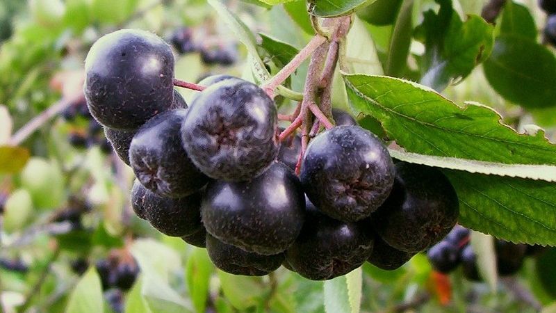 Planta minune de care multă lume nu a auzit: Ce este ARONIA?