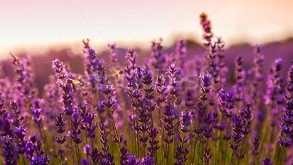 Reţeta de investiţii de coşmar a viitorului patron de la Sidex. Lavandă în locul fabricii 