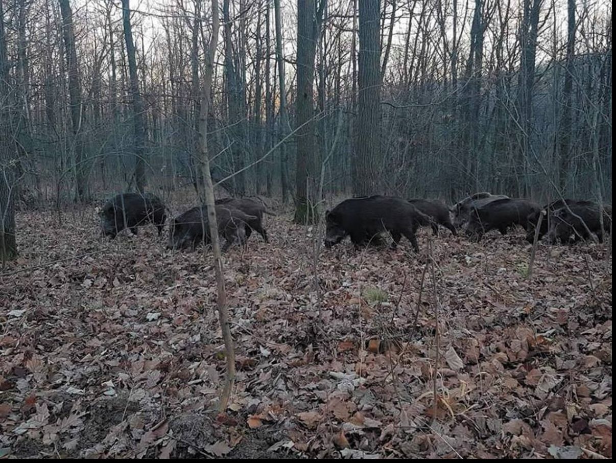 Liber la vânătoarea de mistreți și șacali în Rezervația Biosferei Delta Dunării