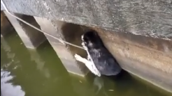 Pompierii tulceni au slavat un caţel din apele unui lac  (VIDEO)