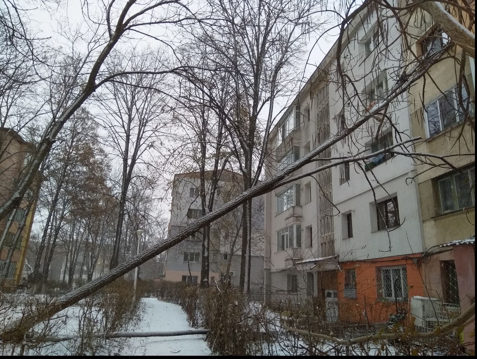 Copac prăbuşit peste un bloc din Iași