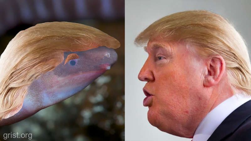Amfibian descoperit recent, numit după... Donald Trump