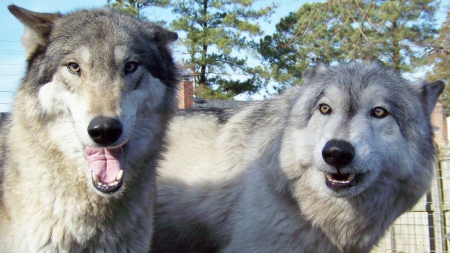 Lupul trăiește în apartamente. Cum este posibil așa ceva 