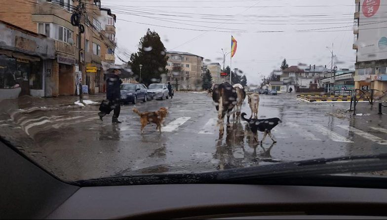 Test pentru şoferii din Moreni: cine are prioritate, câinii de pe trecere sau vacile din trafic?