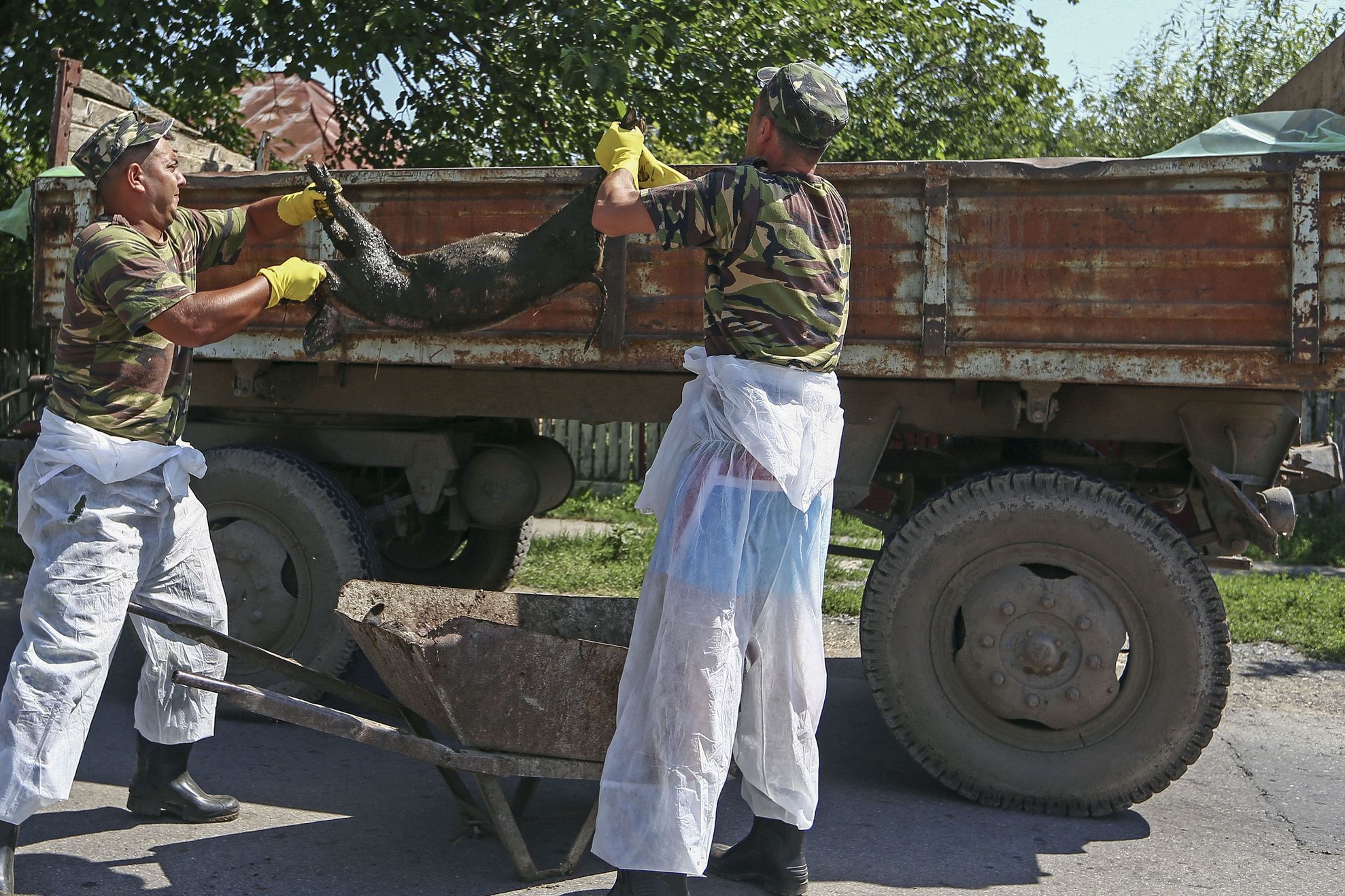 Un nou focar de pestă porcină în Vrancea