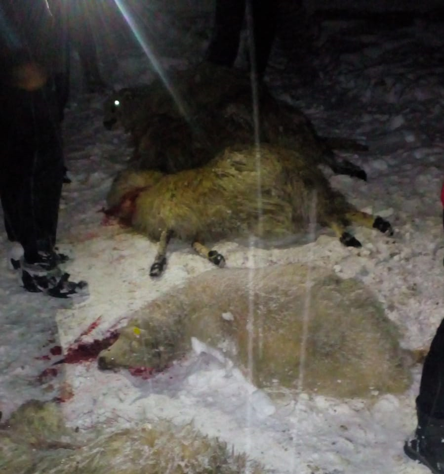 Un acoperiş s-a prăbuşit sub greutatea zăpezii peste 100 de oi