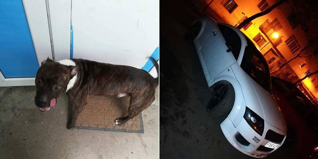 Autoturism oferit drept recompensă pentru un câine pierdut!