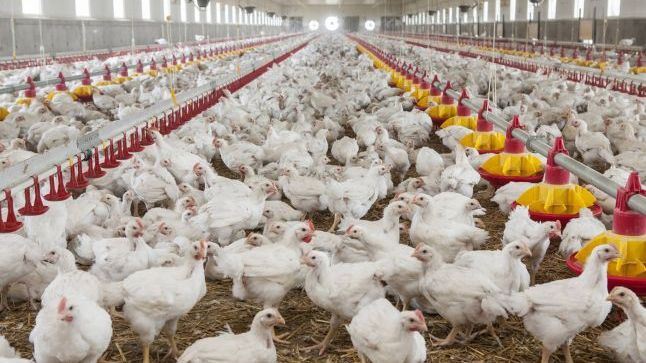 Bombă alimentară la o fermă avicolă din Teleorman