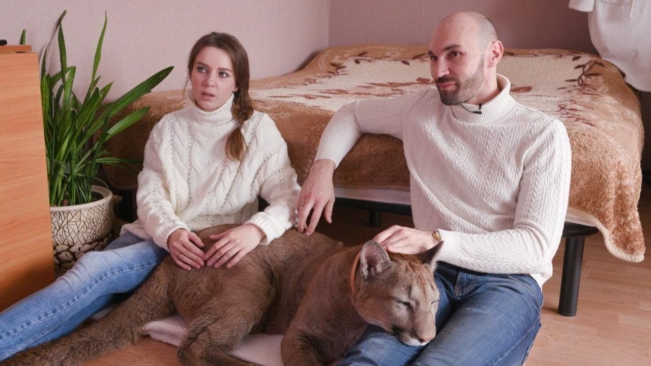 Ca-n Rusia! Doi tineri trăiesc cu o puma în garsonieră - VIDEO