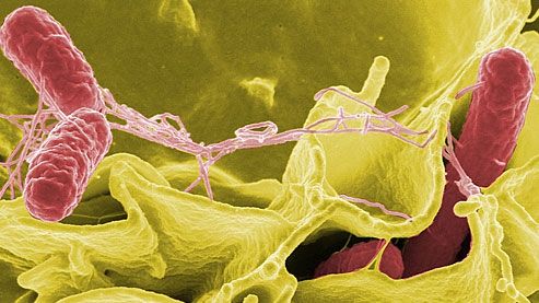 Cum se transmite Salmonella?