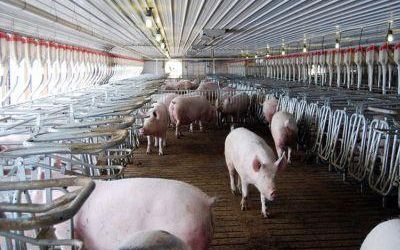 Dezastru în Timiş, cel mai mare procesator de carne de porc din România nu mai exportă