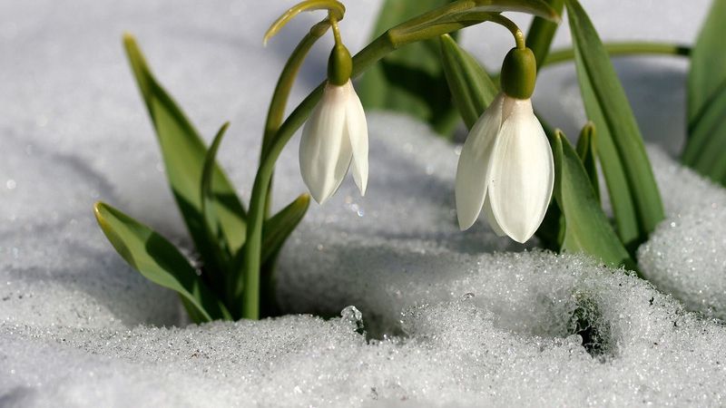 Ghiocei in plina iarna