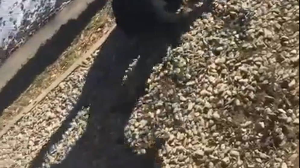 Scenă șocantă la Sibiu, o elevă, bătută și amenințată (VIDEO)