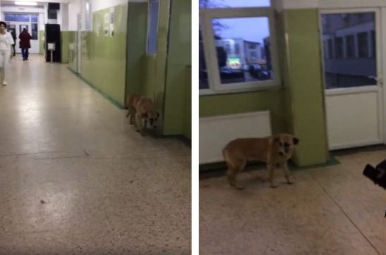 Spitalul Județean Târgoviște a confirmat imaginile cu câinele care se plimbă pe holuri