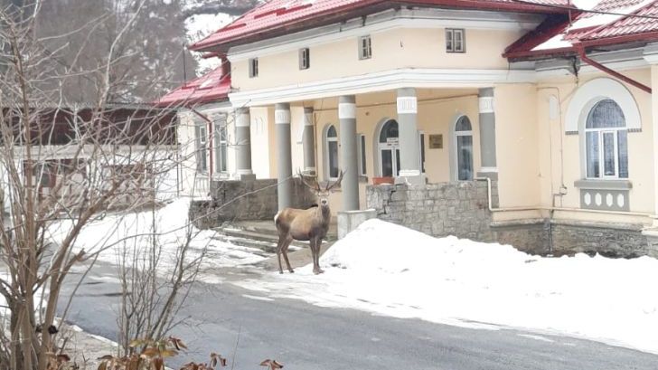 FOTO Cerb hăituit de câini și de un urs la Spitalul din Azuga